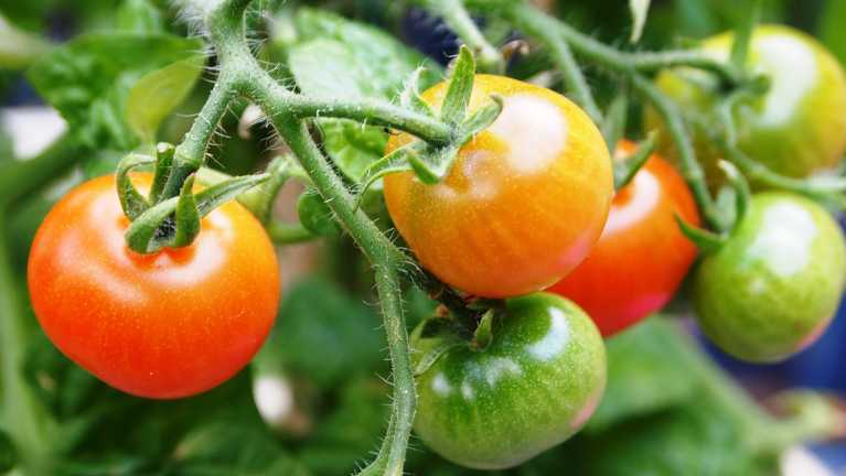 8 Things Texans Can Expect from their First Backyard Garden